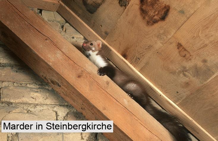 Marder in Steinbergkirche